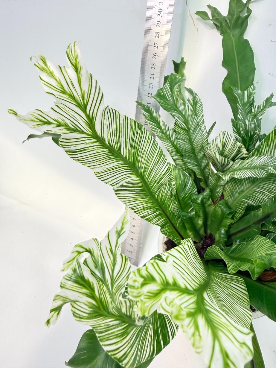 Asplenium Australasicum Variegata 2