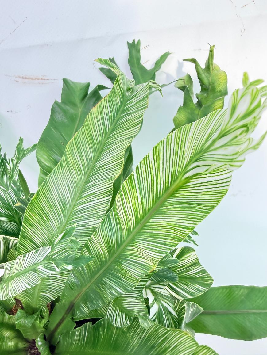 Asplenium Australasicum Variegata 4