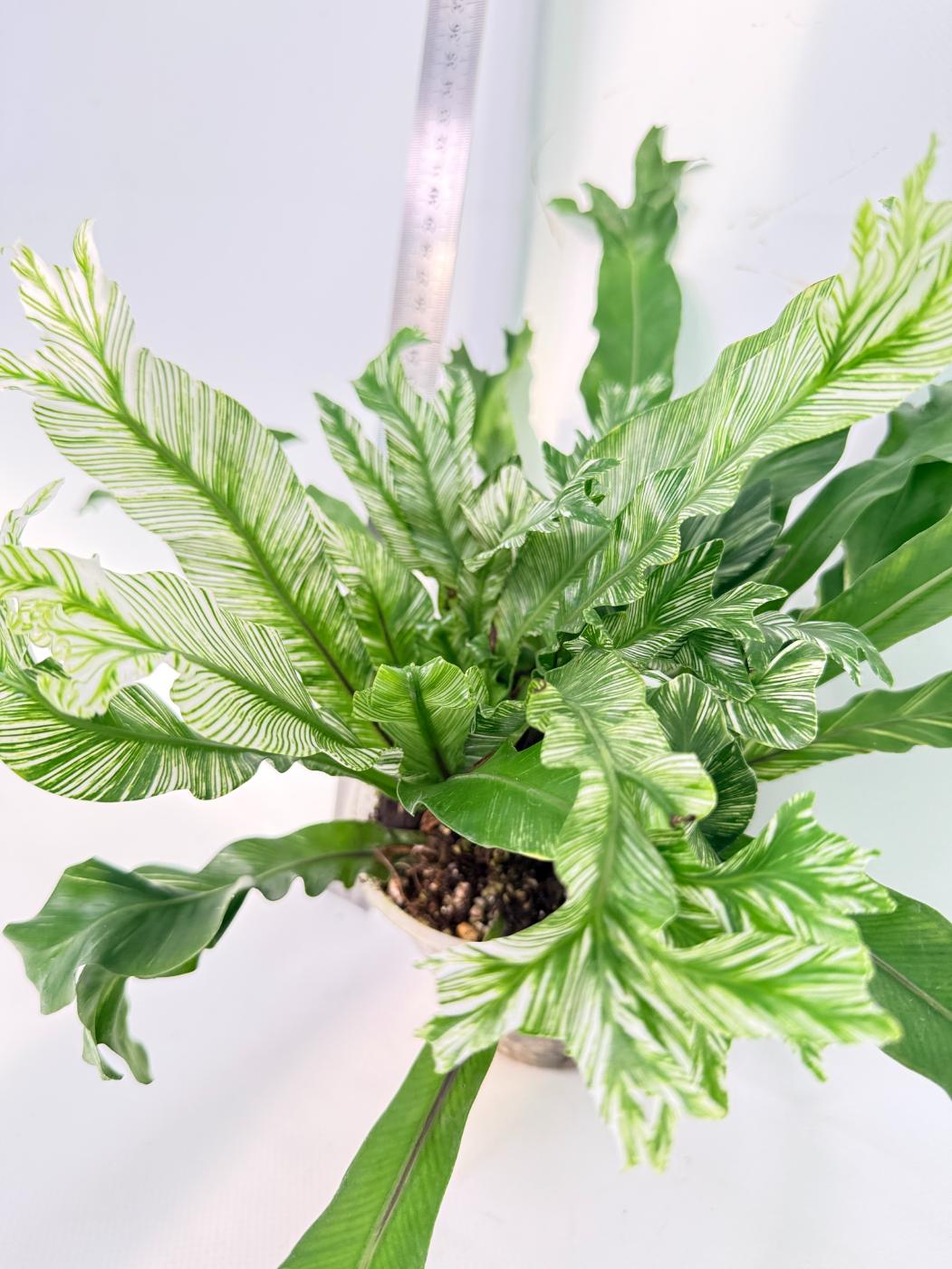 Asplenium Australasicum Variegata 6