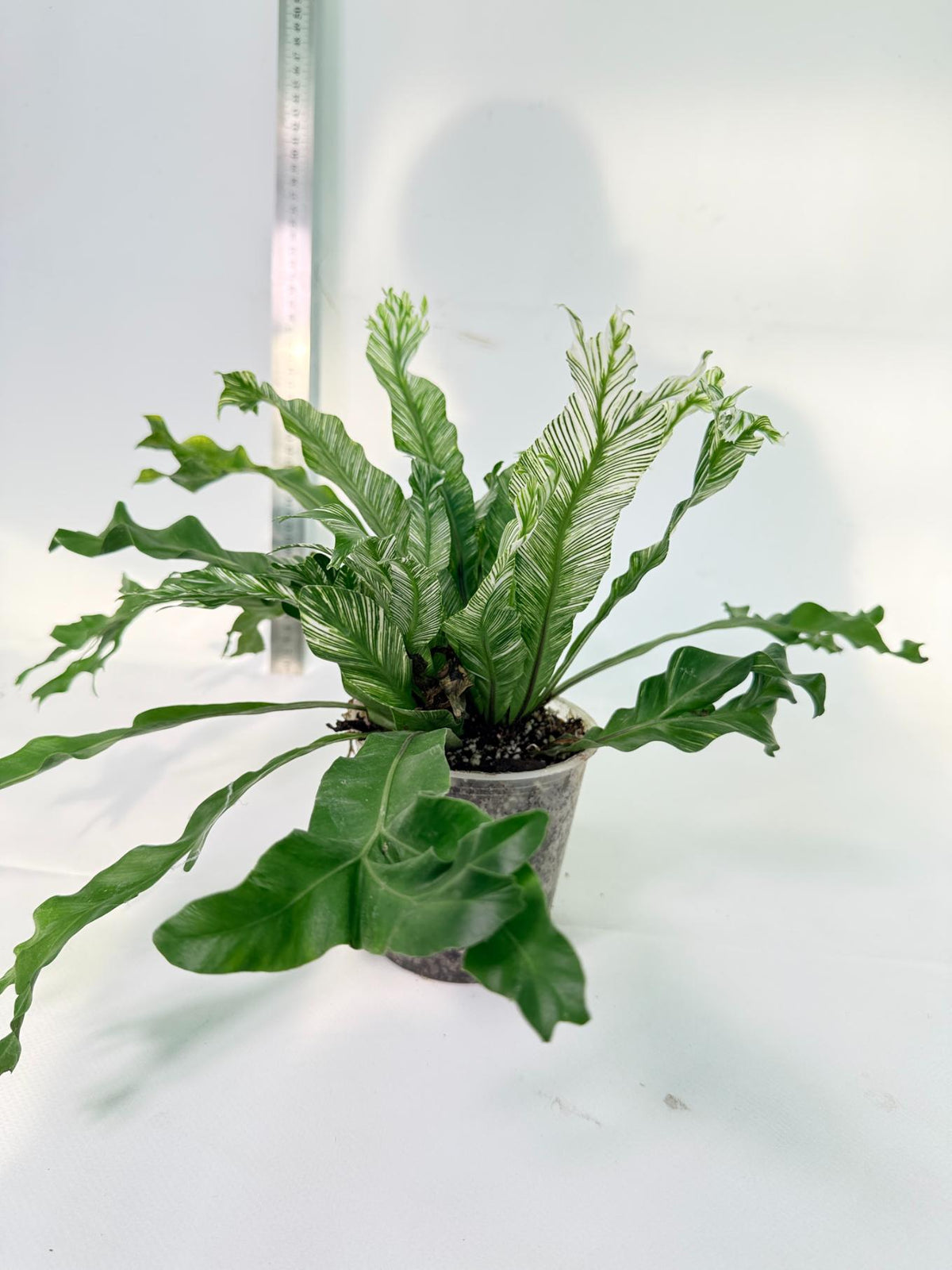 Asplenium Australasicum Variegata 9