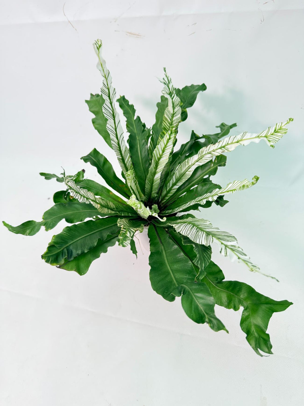 Asplenium Australasicum Variegata 08