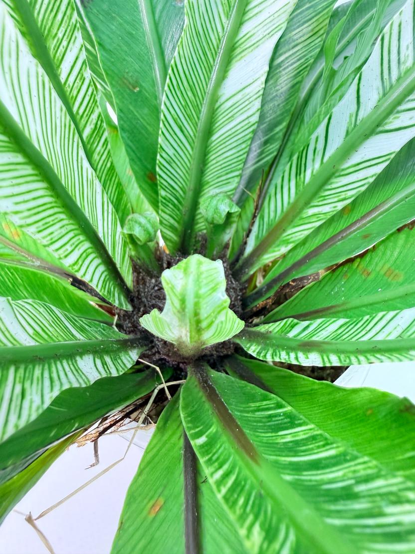 Asplenium Australasicum Variegata 09