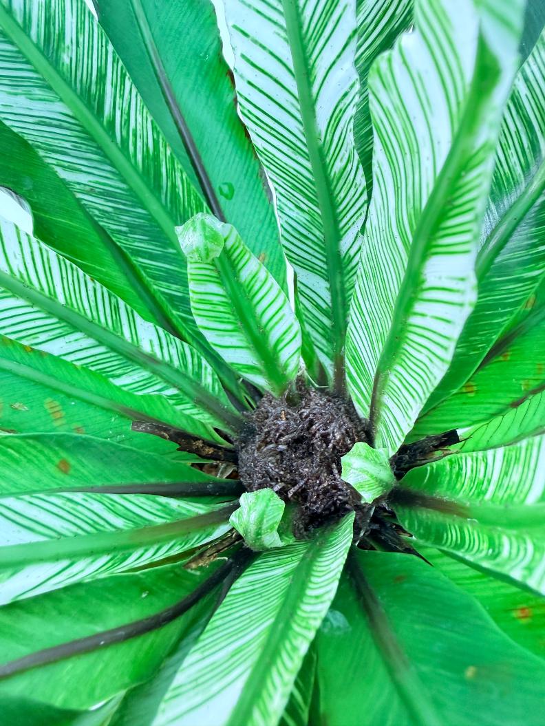 Asplenium Australasicum Variegata 10
