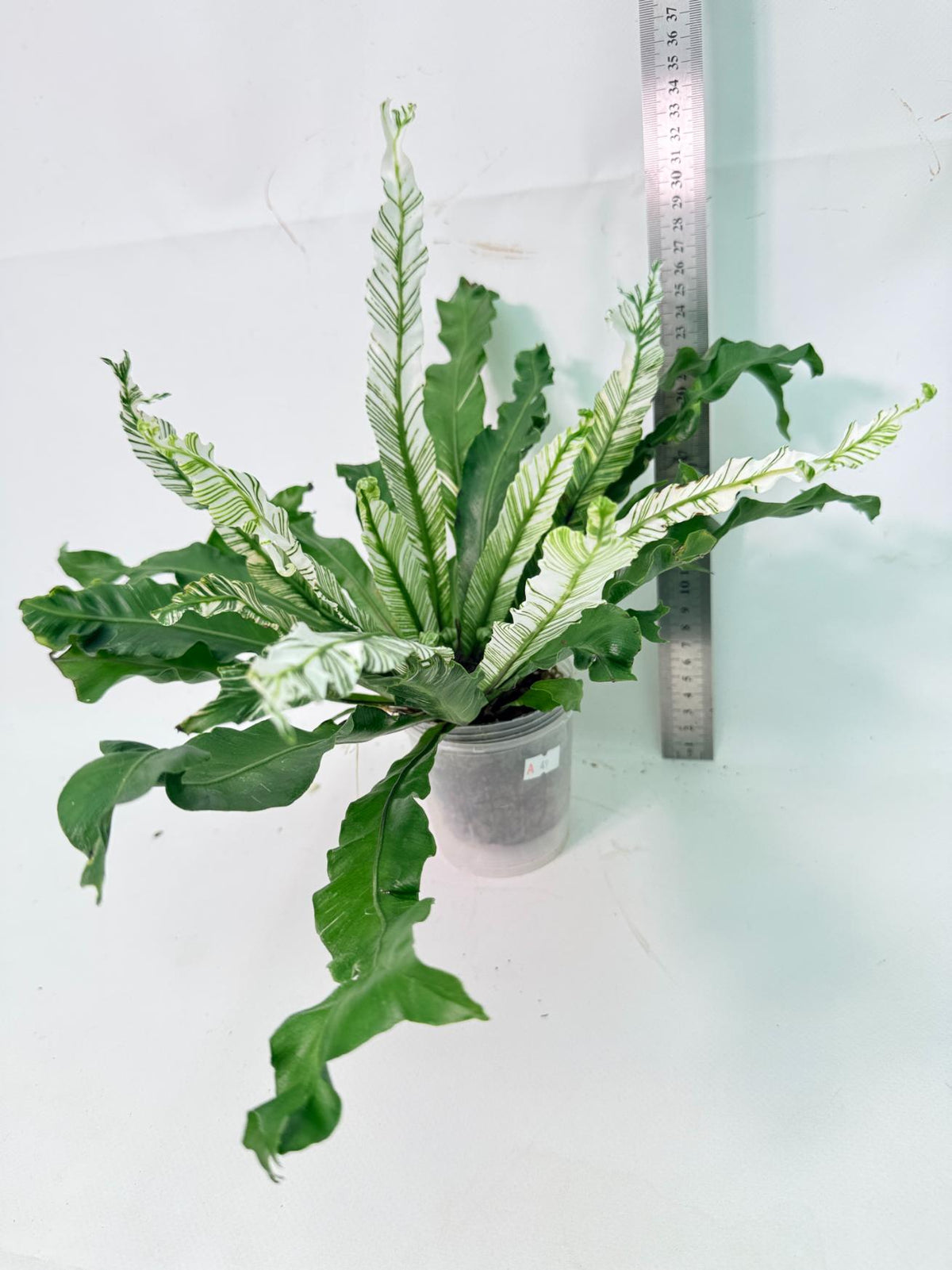 Asplenium Australasicum Variegata 11