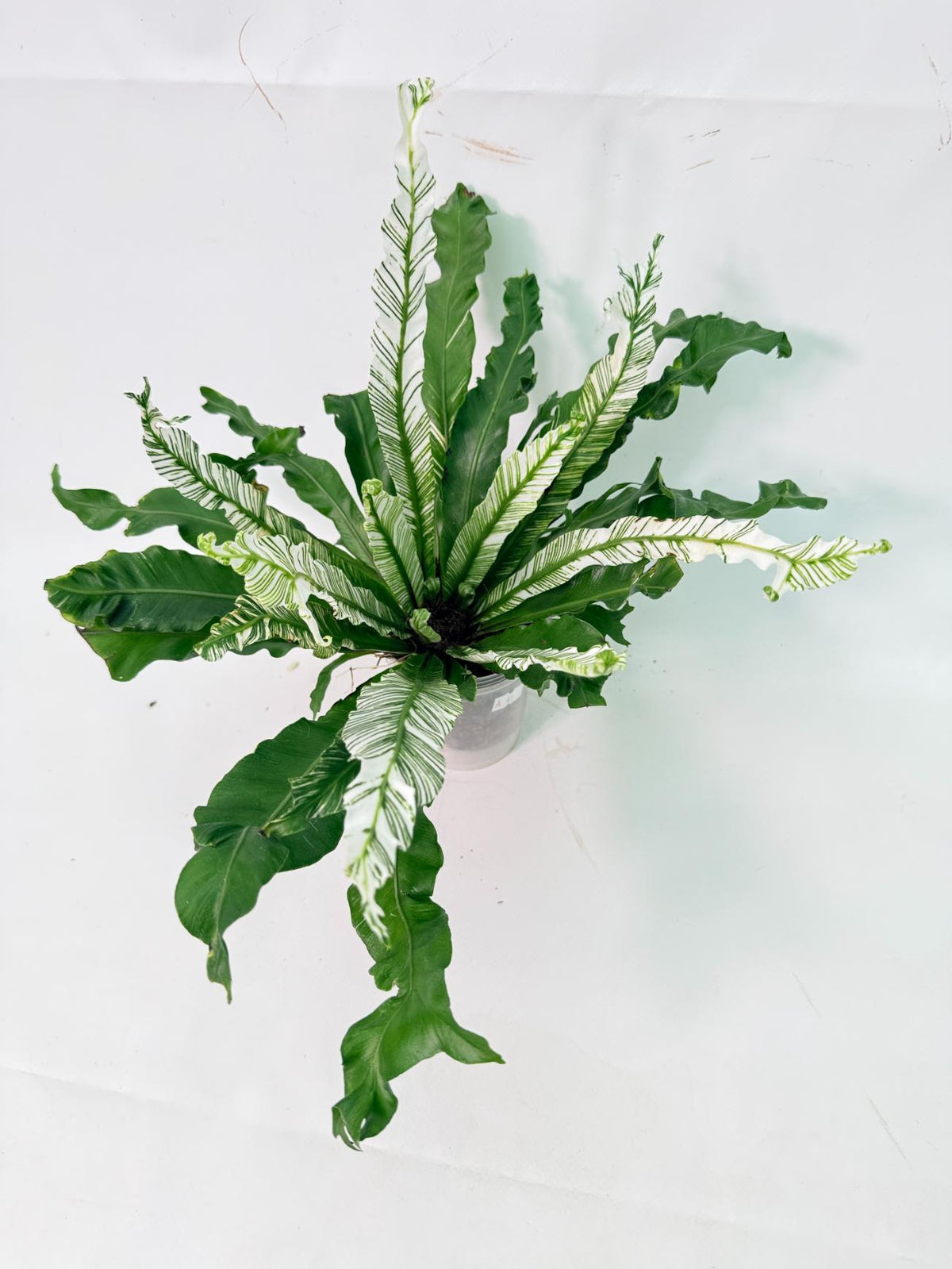 Asplenium Australasicum Variegata 07