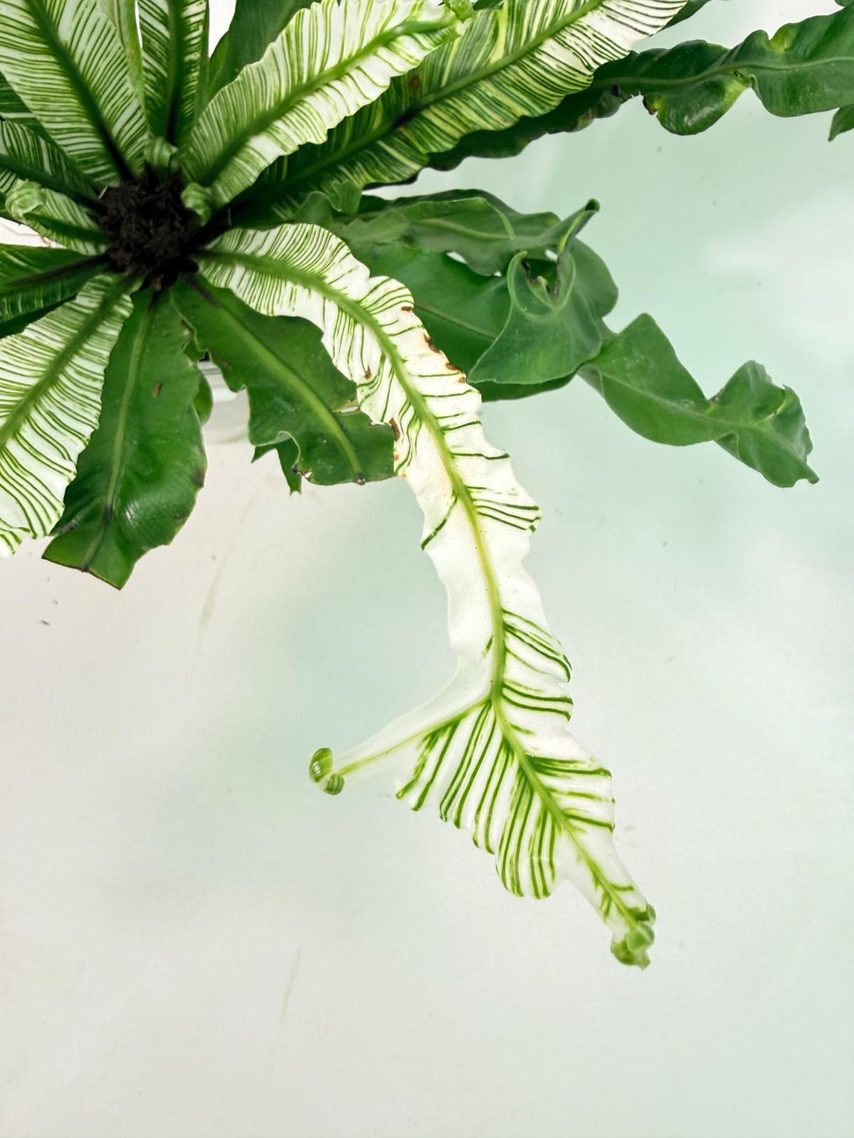 Asplenium Australasicum Variegata 02