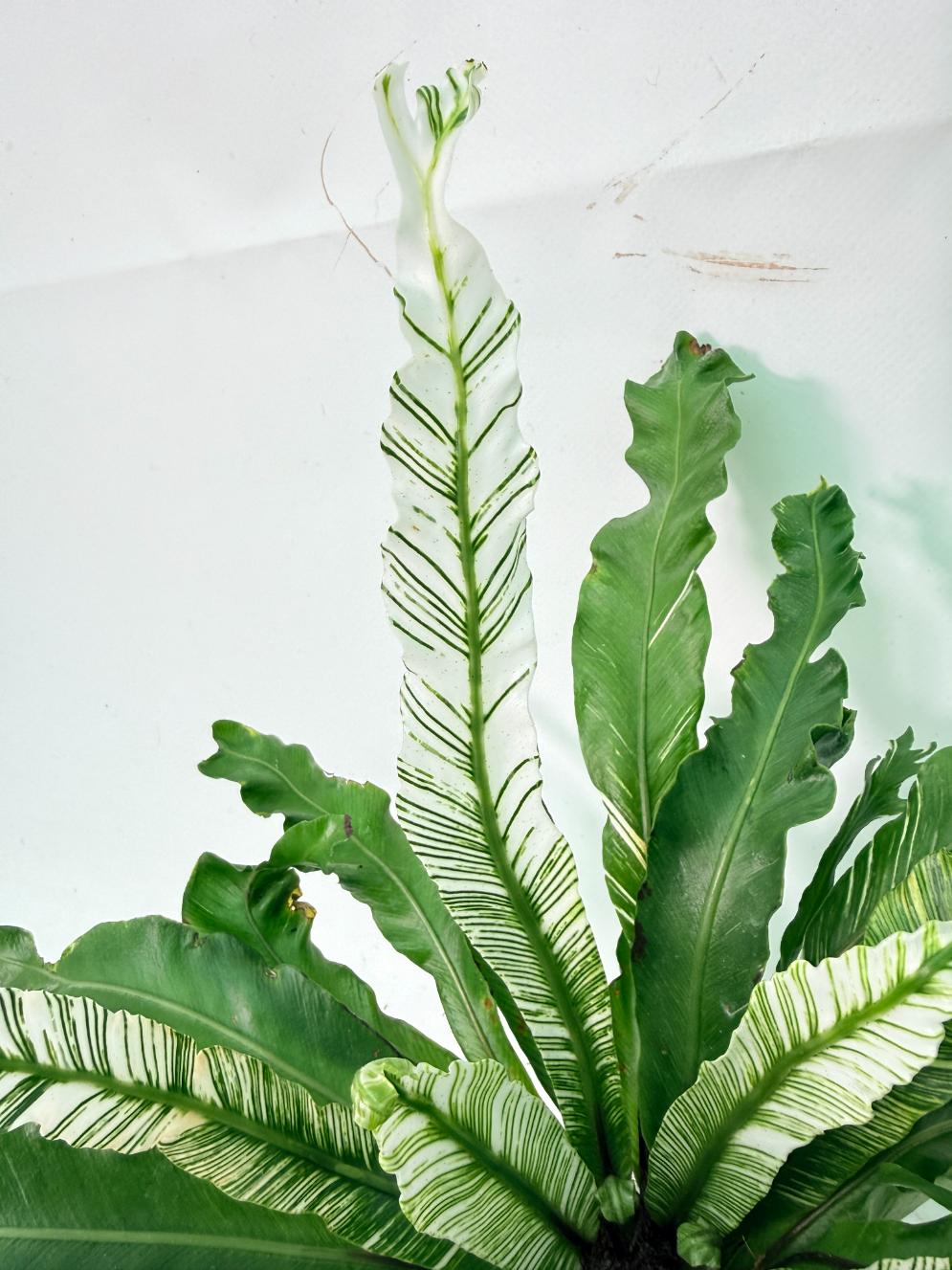 Asplenium Australasicum Variegata 03