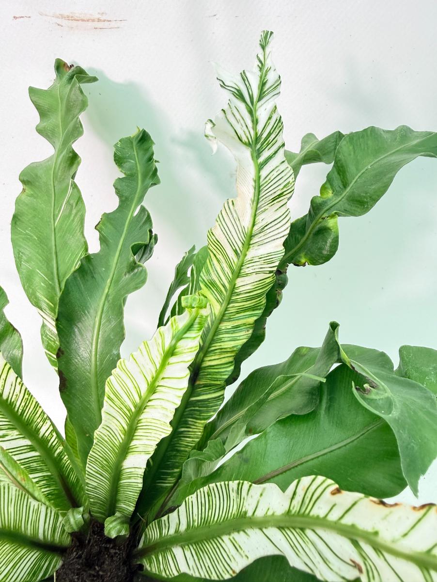 Asplenium Australasicum Variegata 04