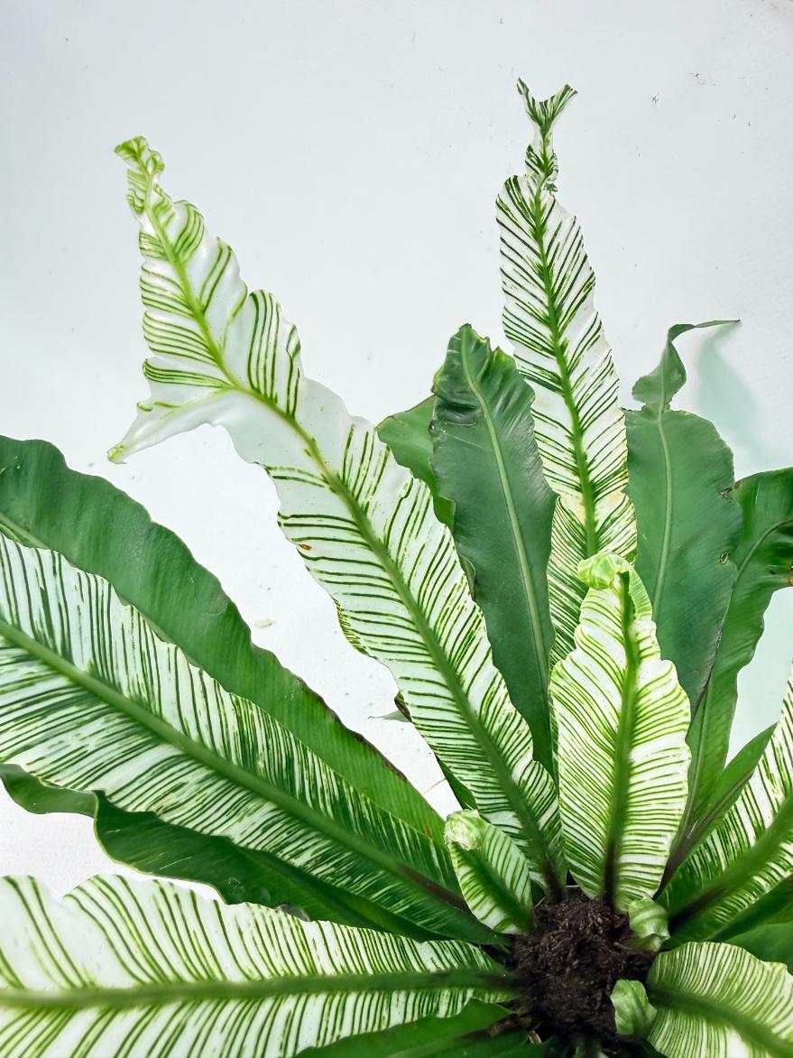 Asplenium Australasicum Variegata 05