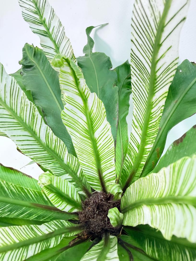Asplenium Australasicum Variegata 06