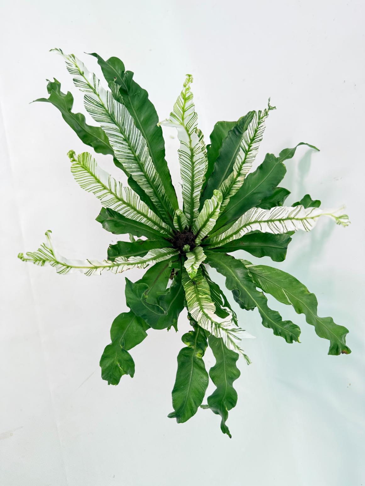 Asplenium Australasicum Variegata 01