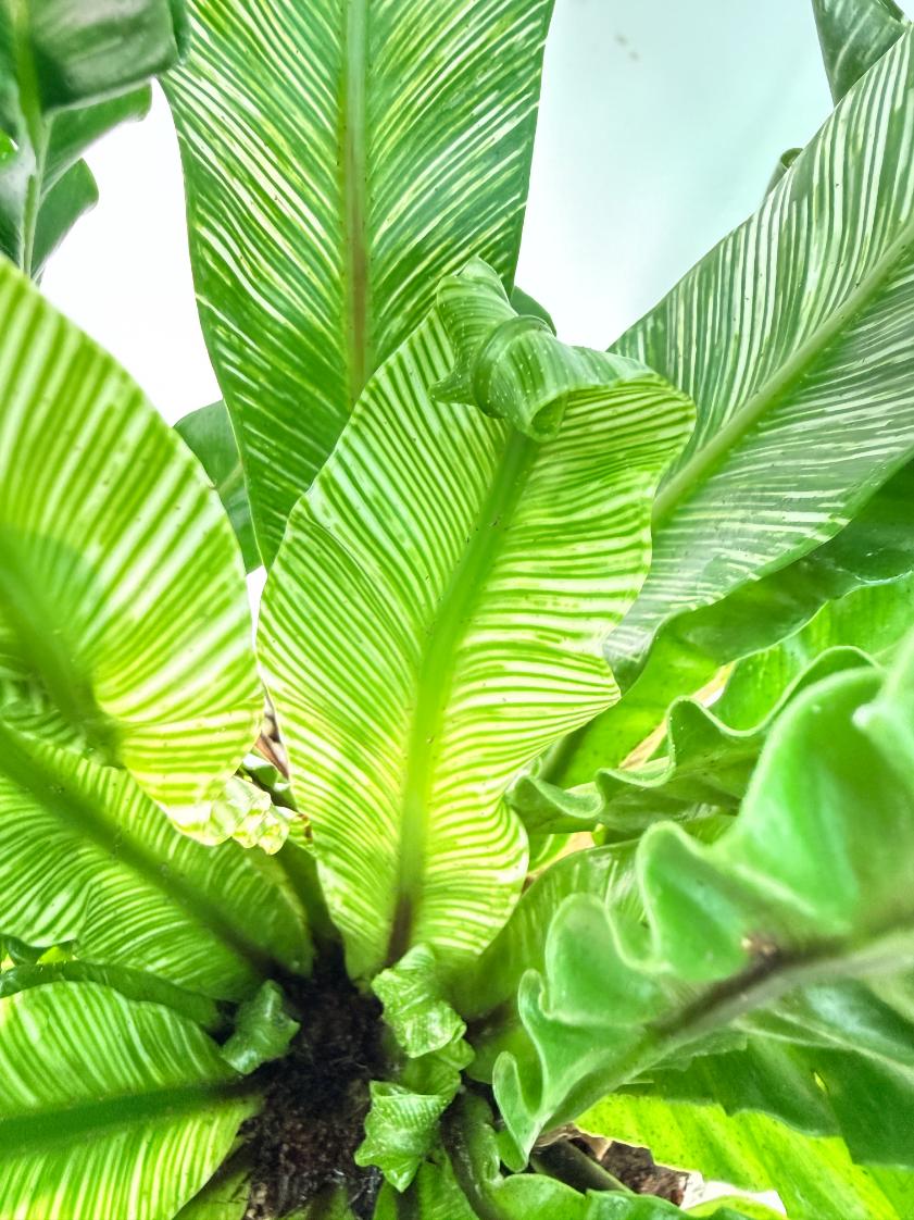Asplenium Australasicum Variegata 08
