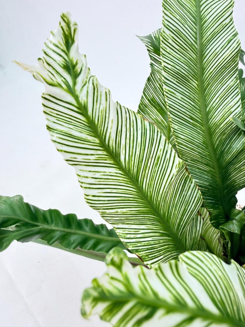Asplenium Australasicum Variegata 09