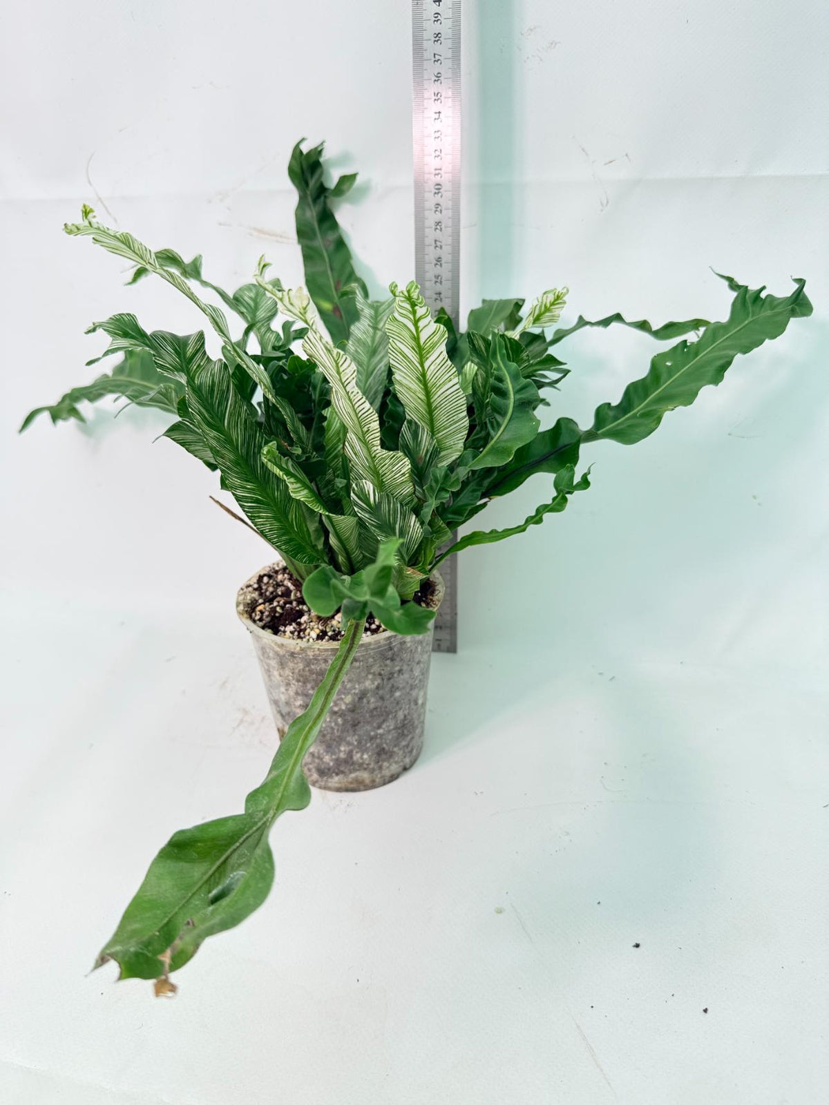 Asplenium Australasicum Variegata 10