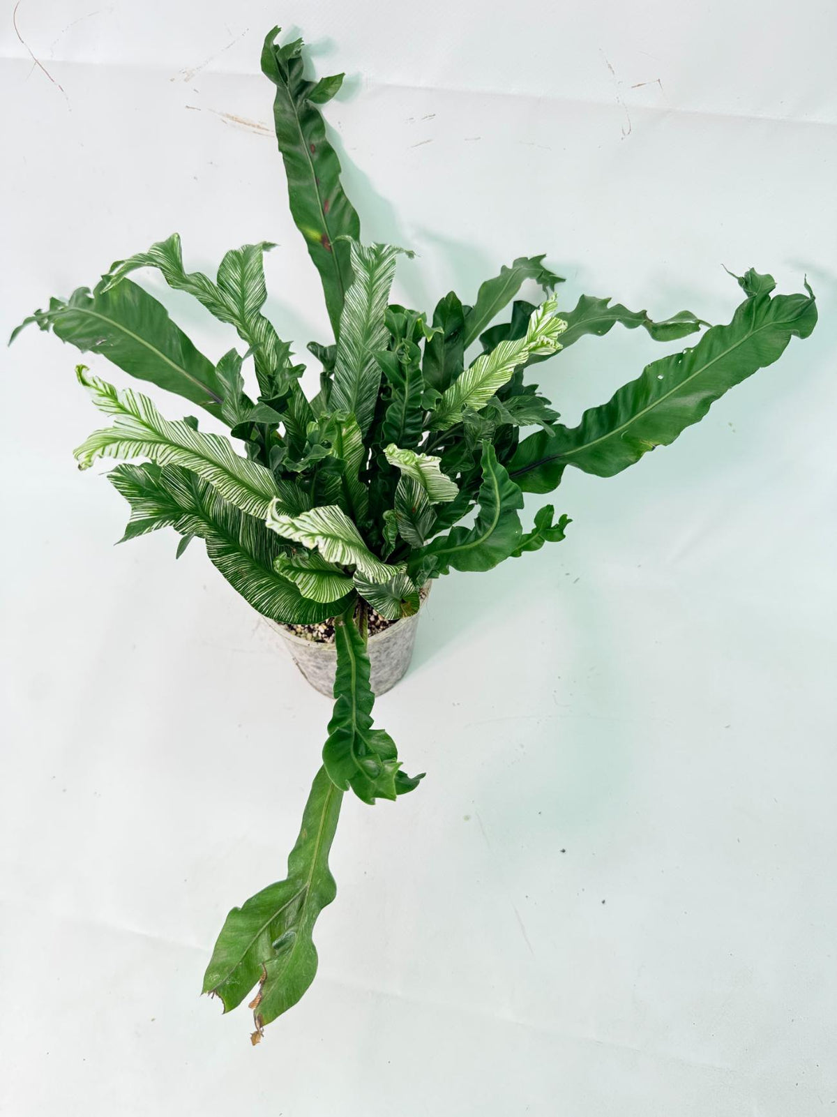 Asplenium Australasicum Variegata 02