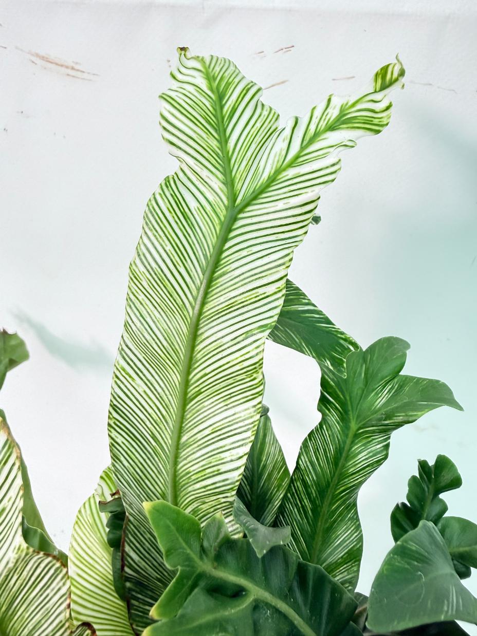 Asplenium Australasicum Variegata 03