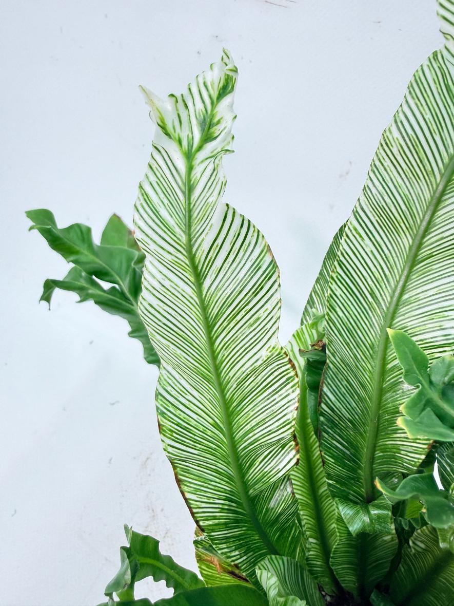 Asplenium Australasicum Variegata 04