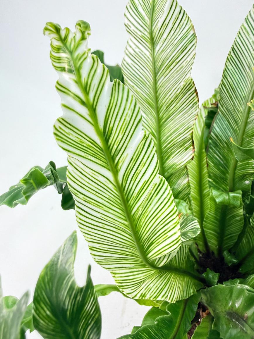 Asplenium Australasicum Variegata 05