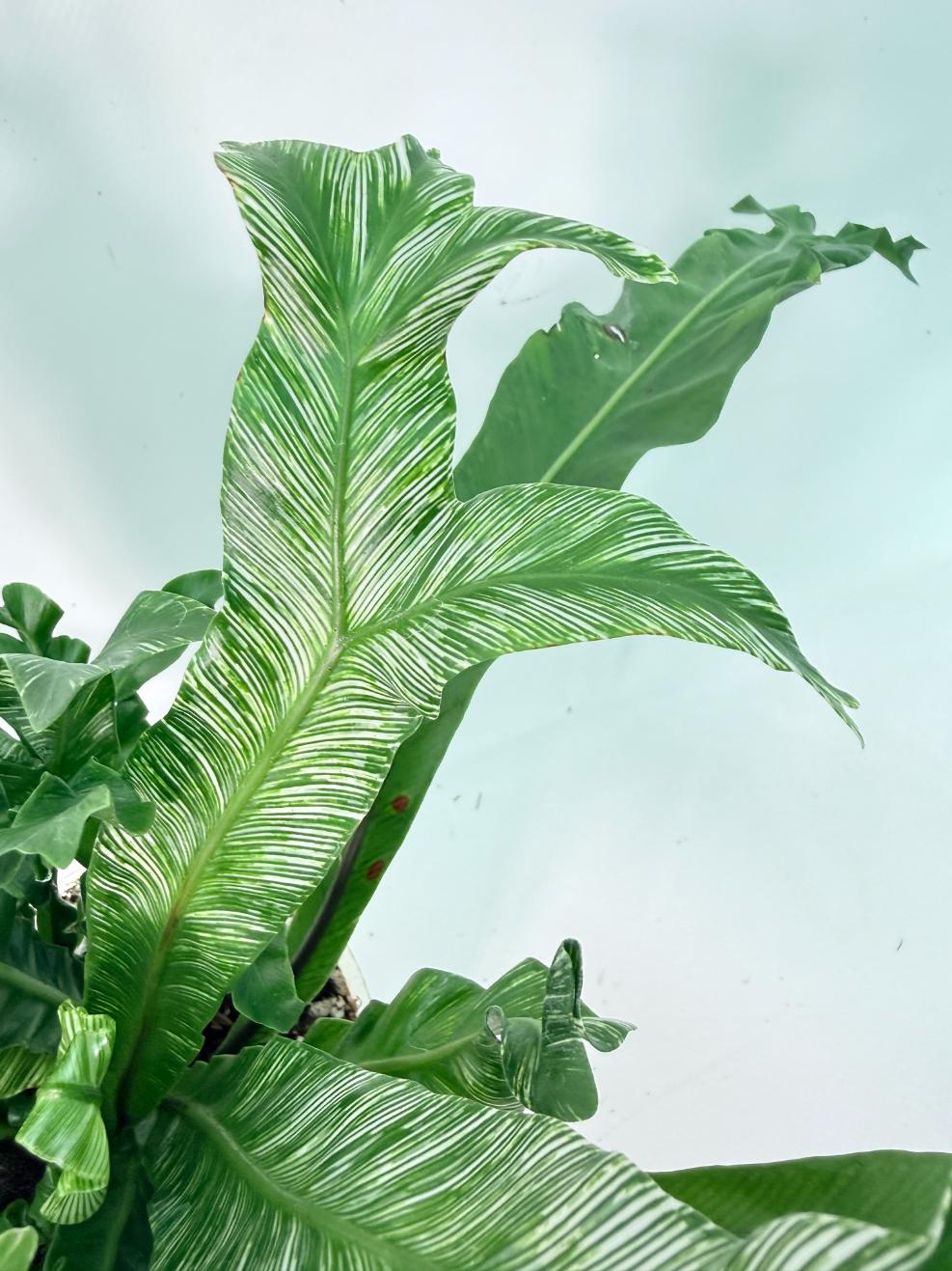 Asplenium Australasicum Variegata 06