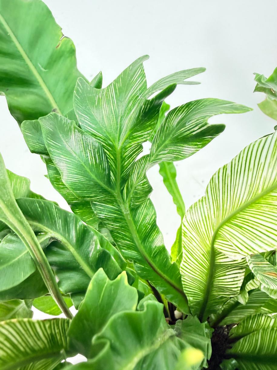 Asplenium Australasicum Variegata 07