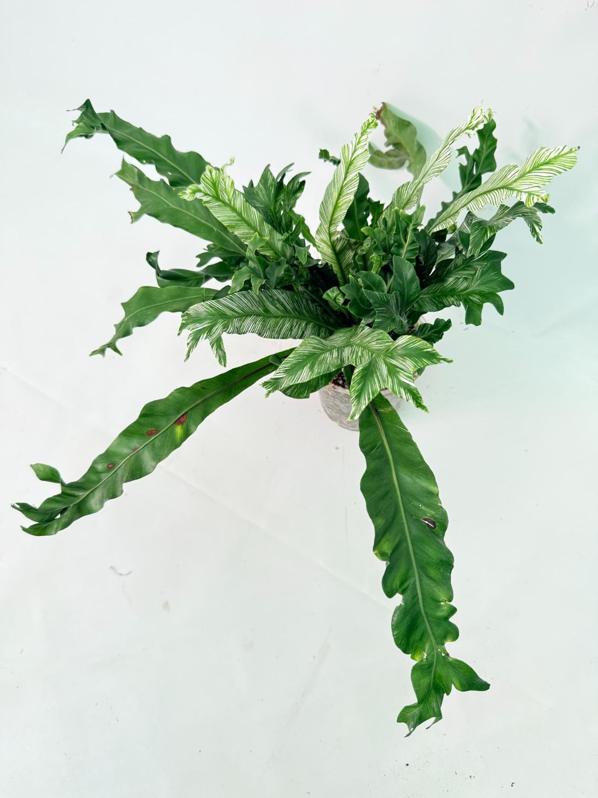 Asplenium Australasicum Variegata 01