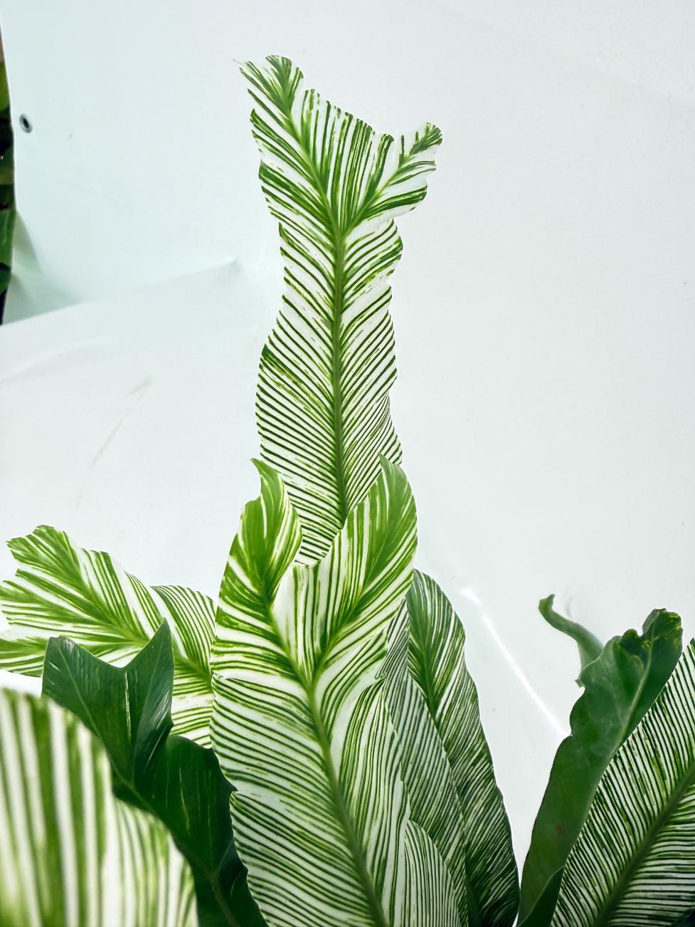 Asplenium Australasicum Variegata 09