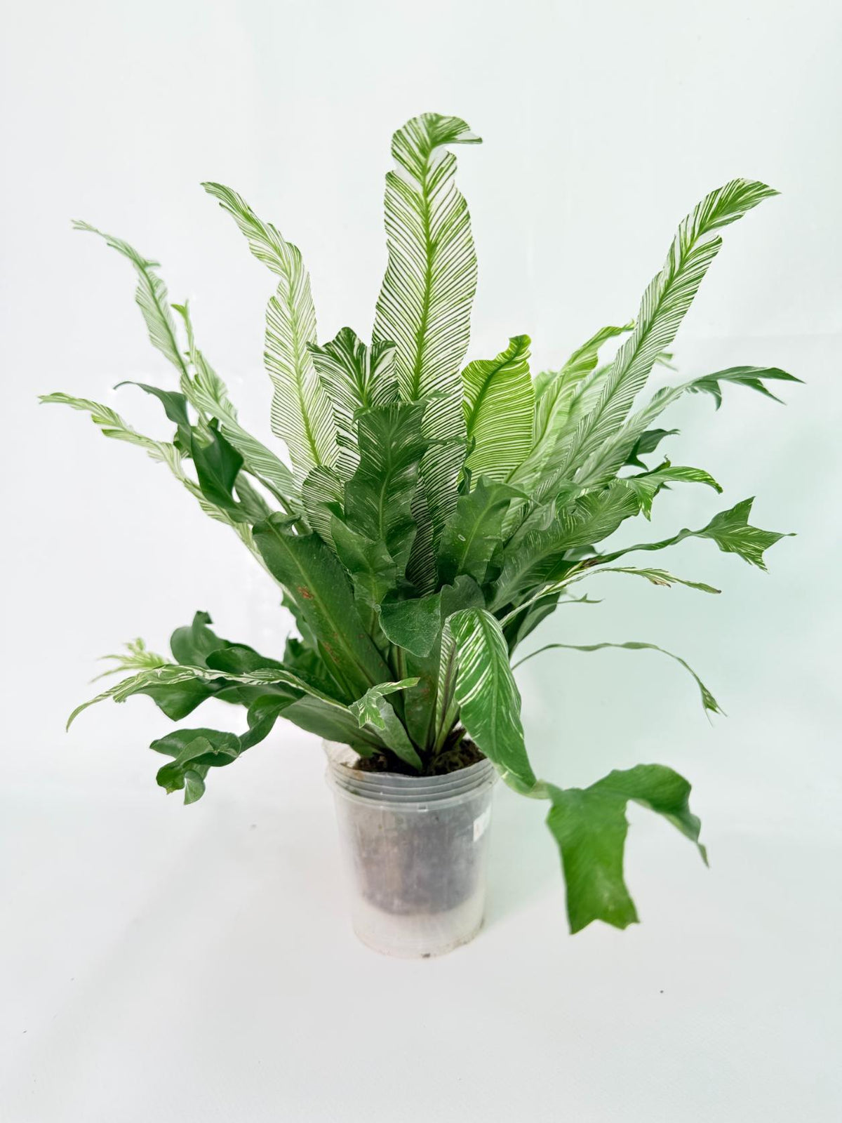 Asplenium Australasicum Variegata 01