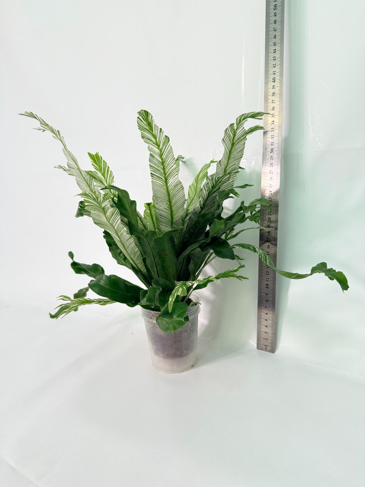 Asplenium Australasicum Variegata 10