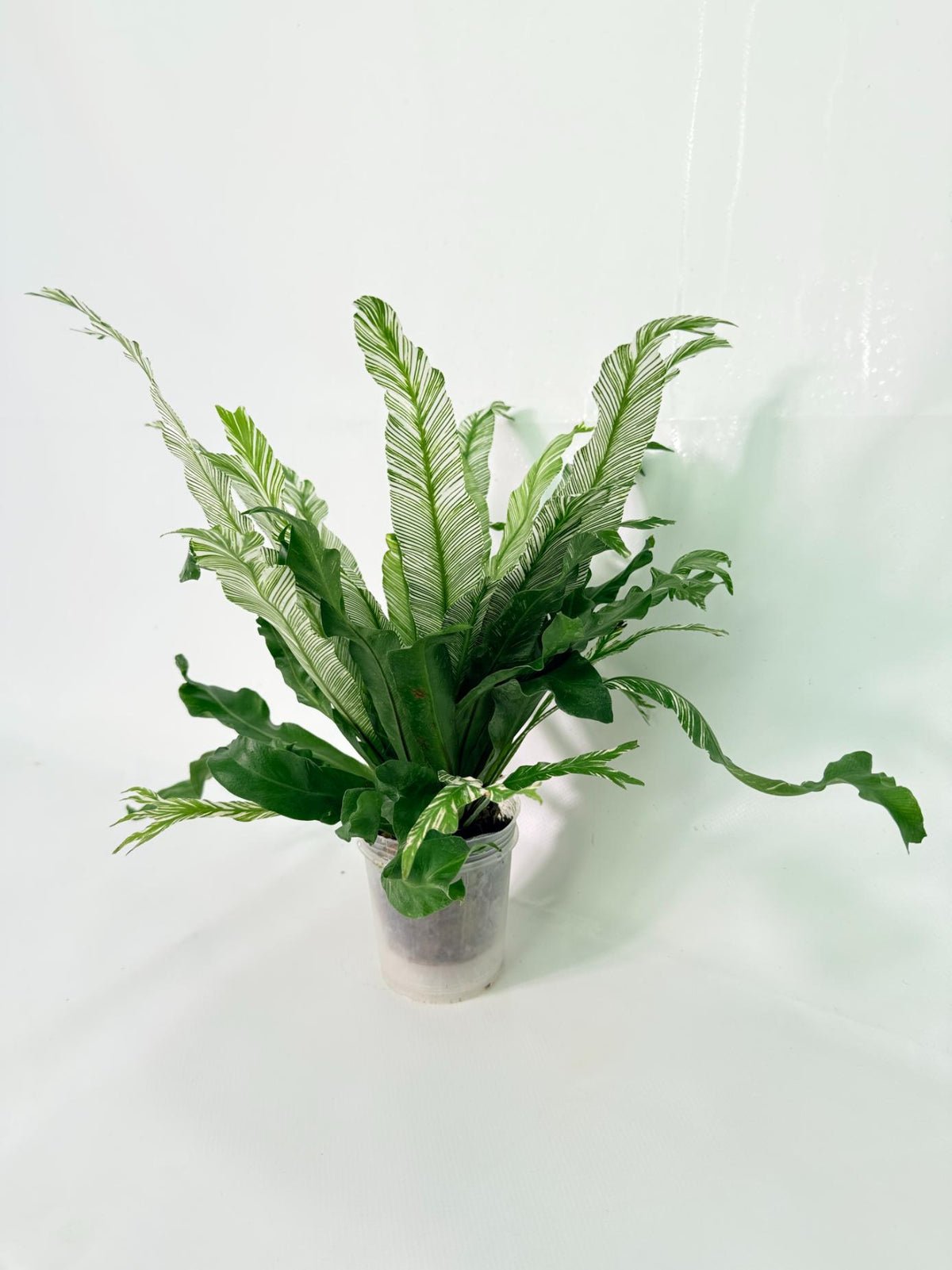 Asplenium Australasicum Variegata 07