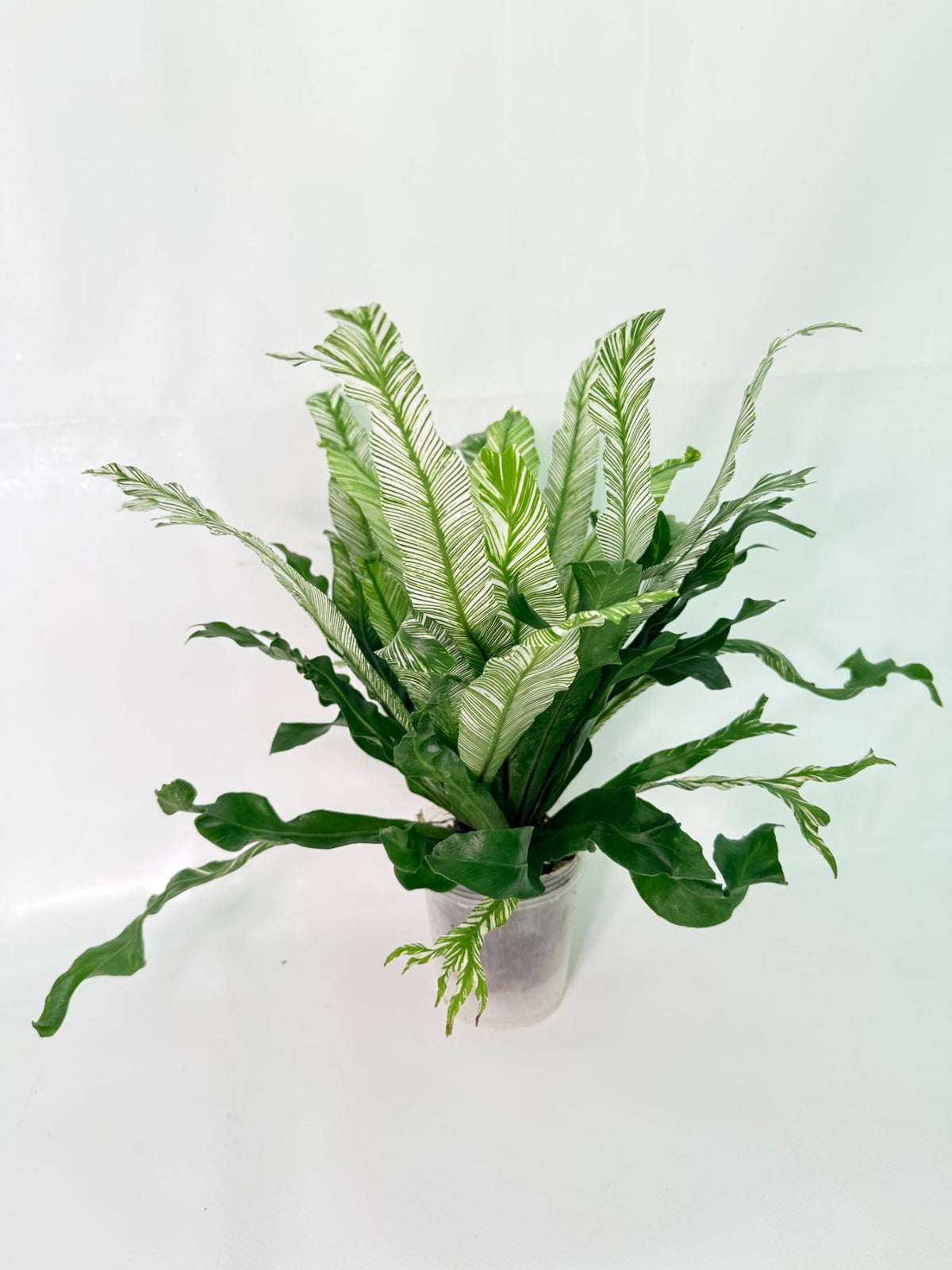 Asplenium Australasicum Variegata 03