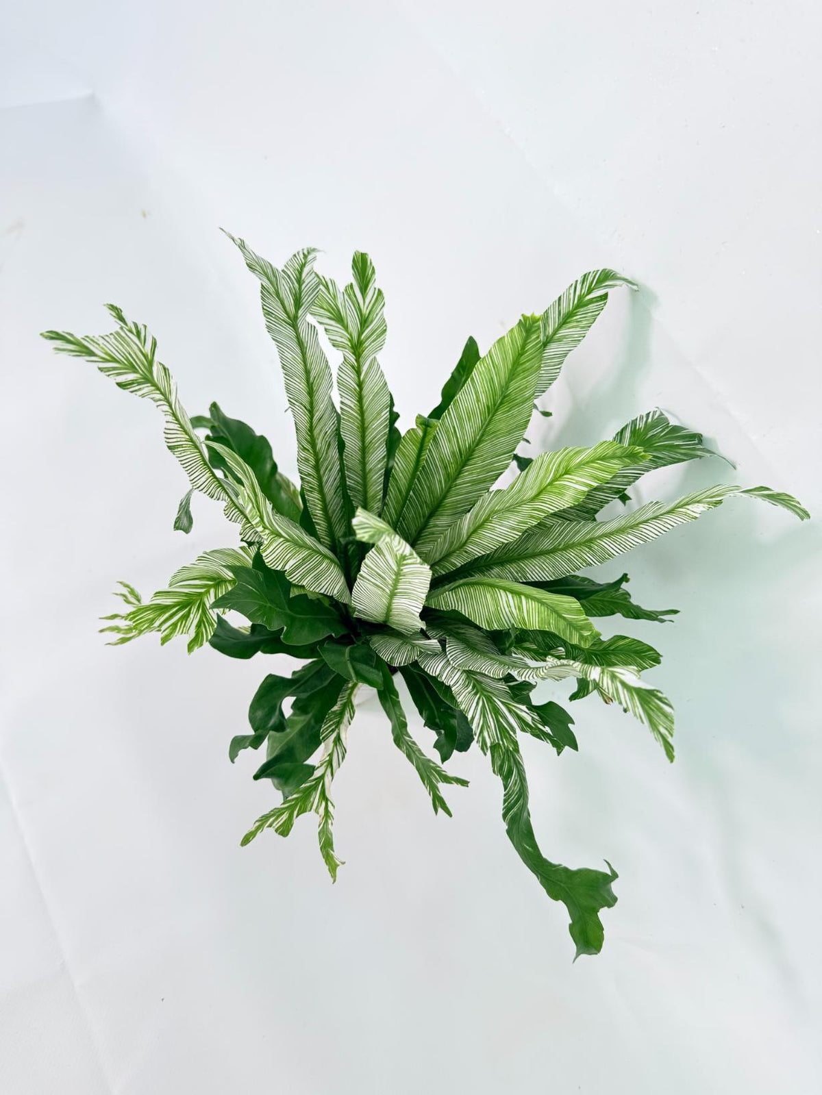 Asplenium Australasicum Variegata 02