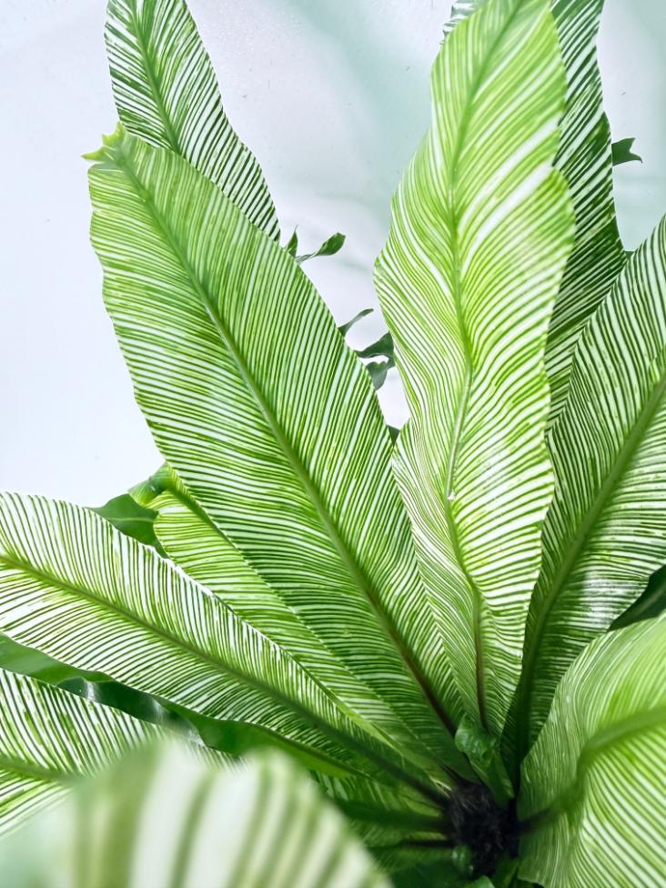 Asplenium Australasicum Variegata 04