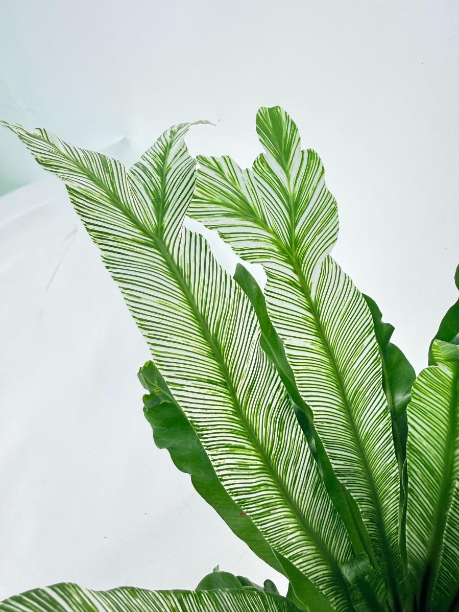 Asplenium Australasicum Variegata 05
