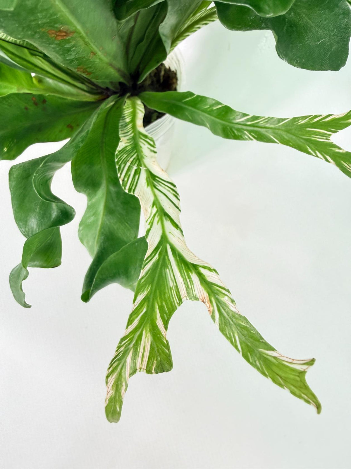 Asplenium Australasicum Variegata 06
