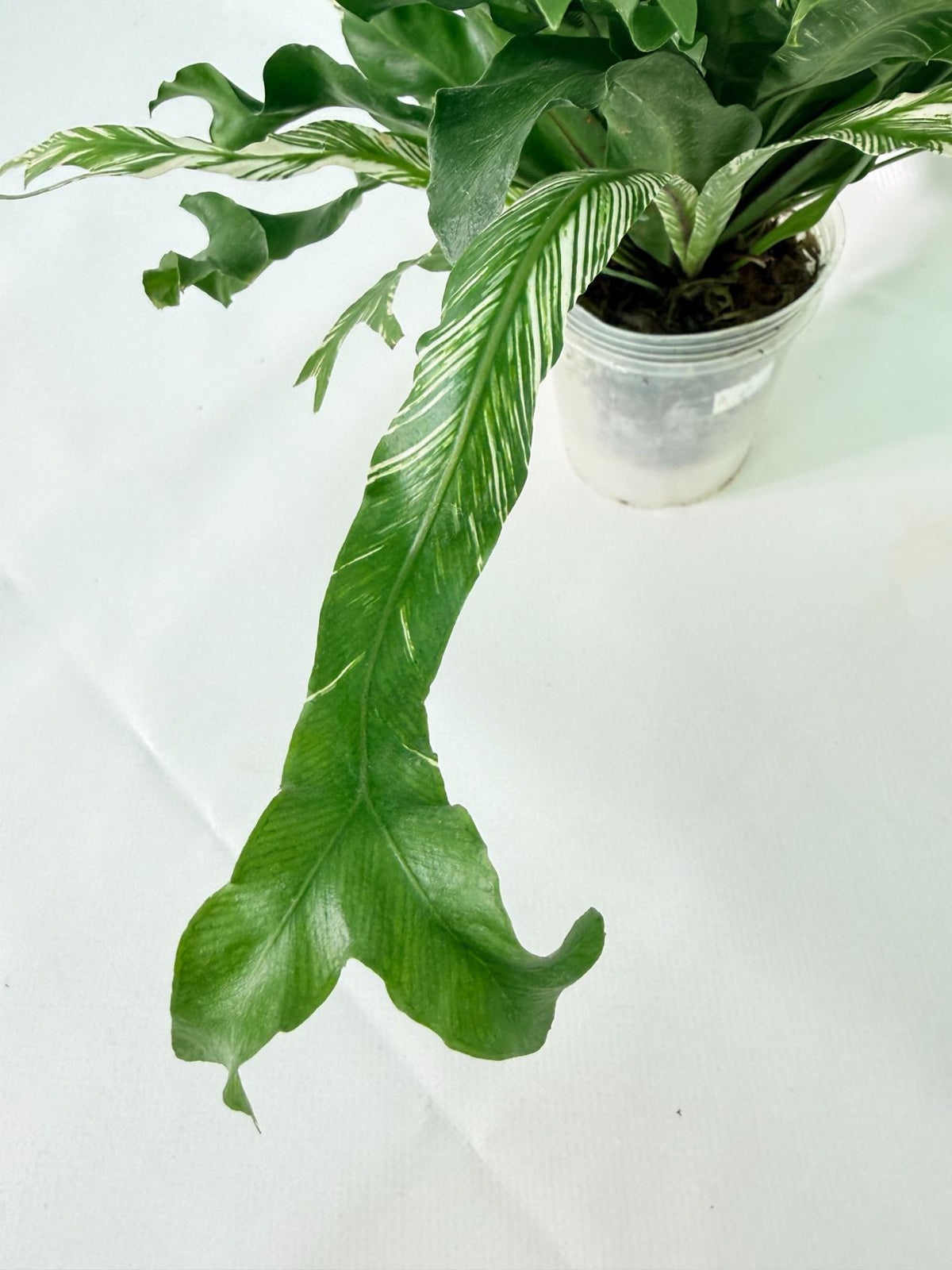Asplenium Australasicum Variegata 08