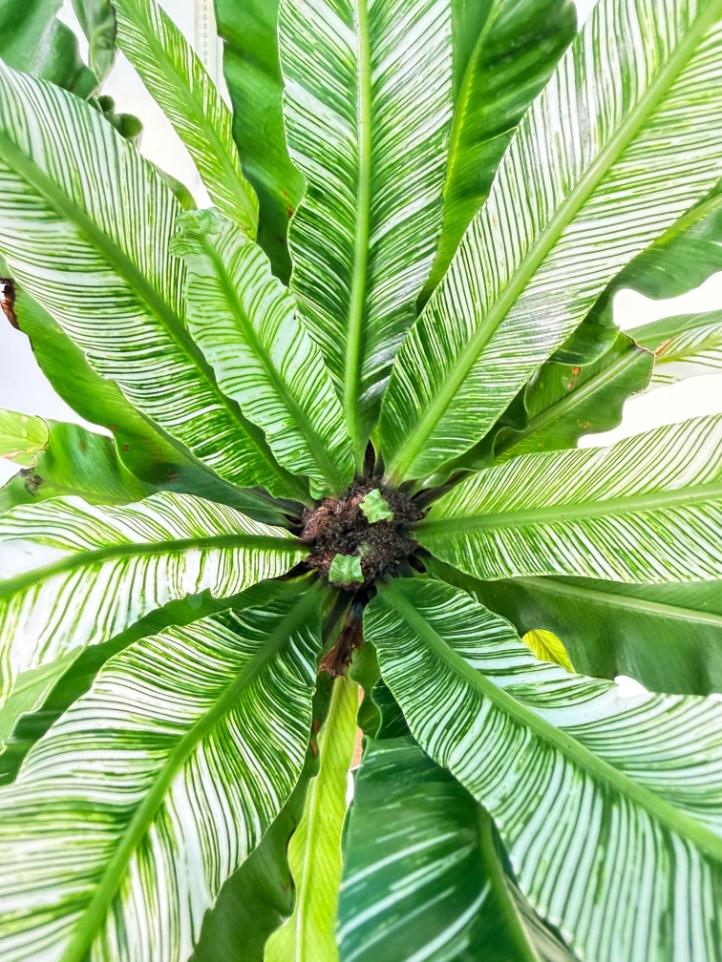 Asplenium Australasicum Variegata 1