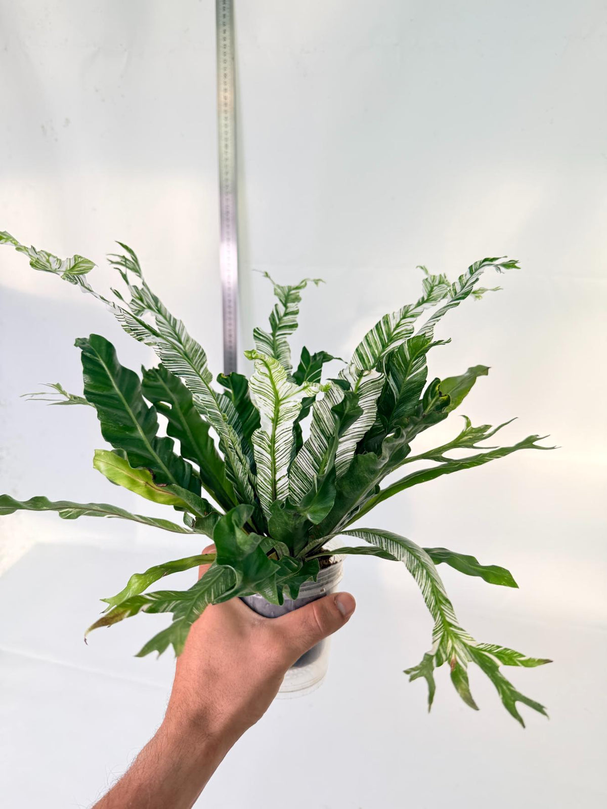 Asplenium Australasicum Variegata 10