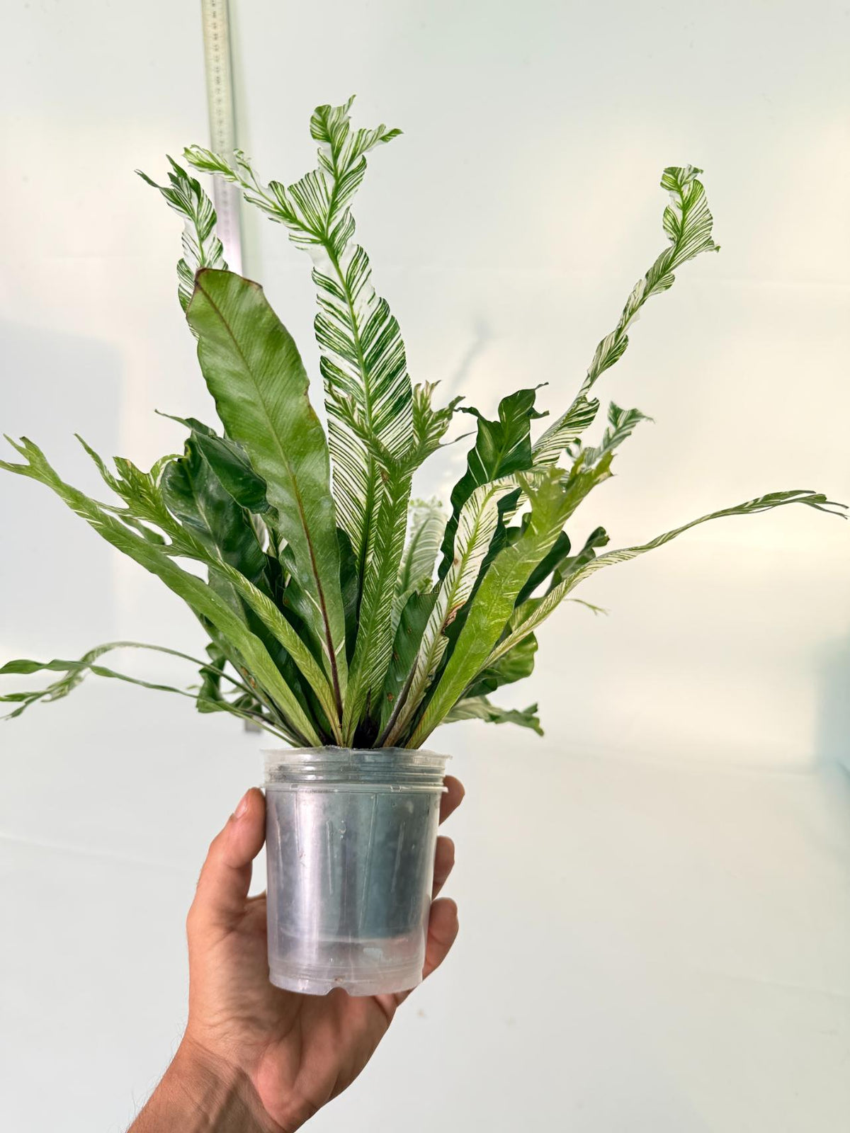 Asplenium Australasicum Variegata 4