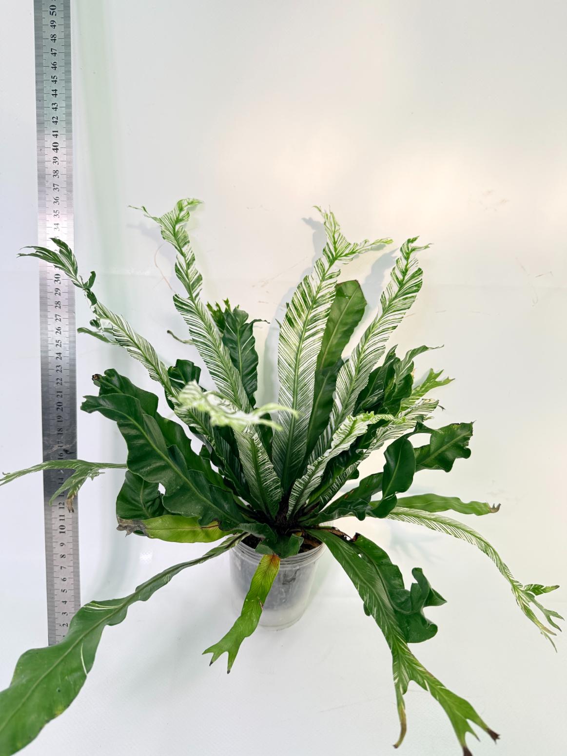Asplenium Australasicum Variegata 9