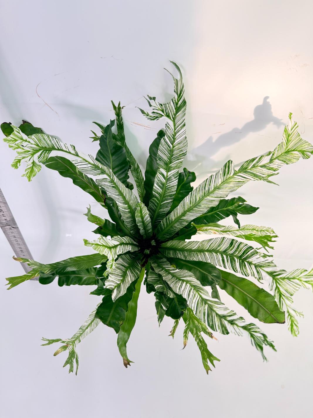 Asplenium Australasicum Variegata 6