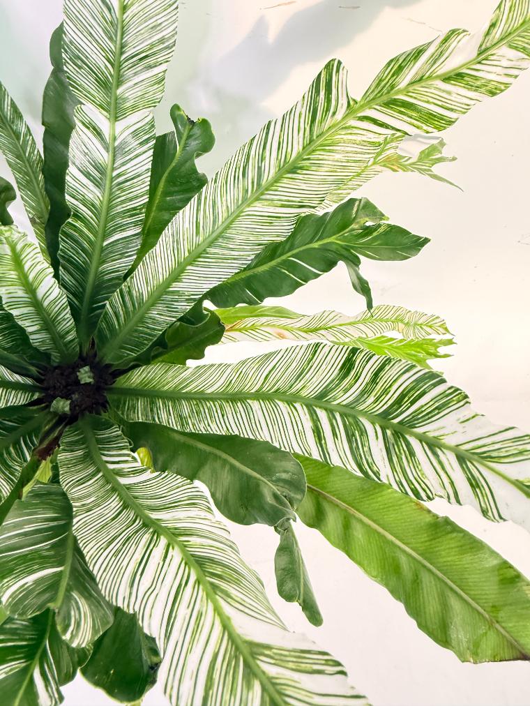 Asplenium Australasicum Variegata 3