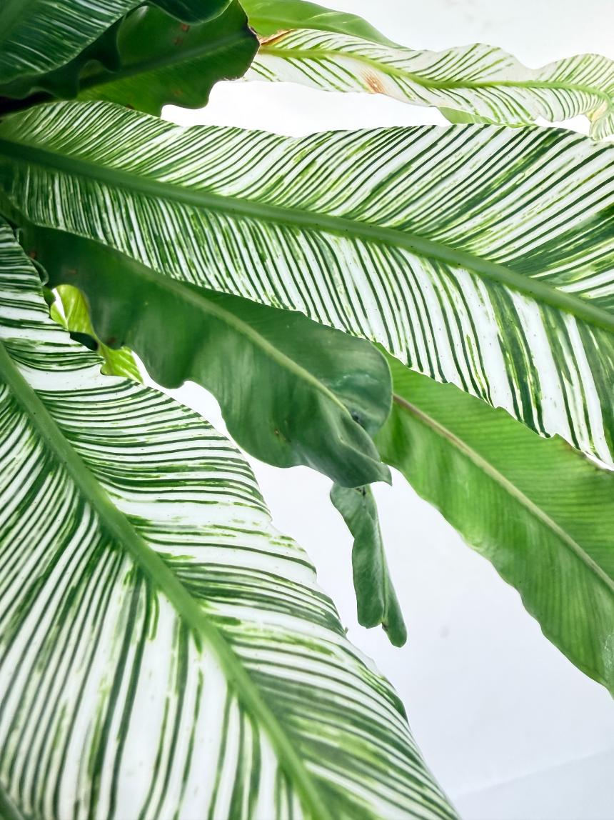 Asplenium Australasicum Variegata 5