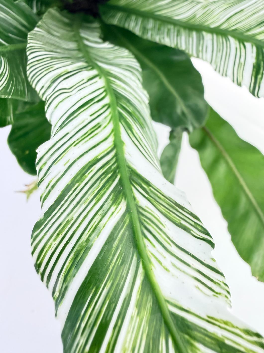 Asplenium Australasicum Variegata 7