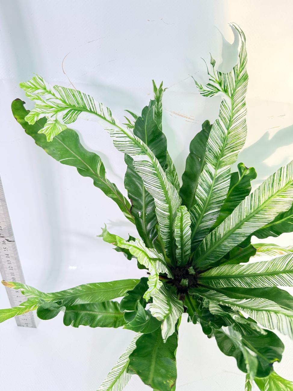 Asplenium Australasicum Variegata 8