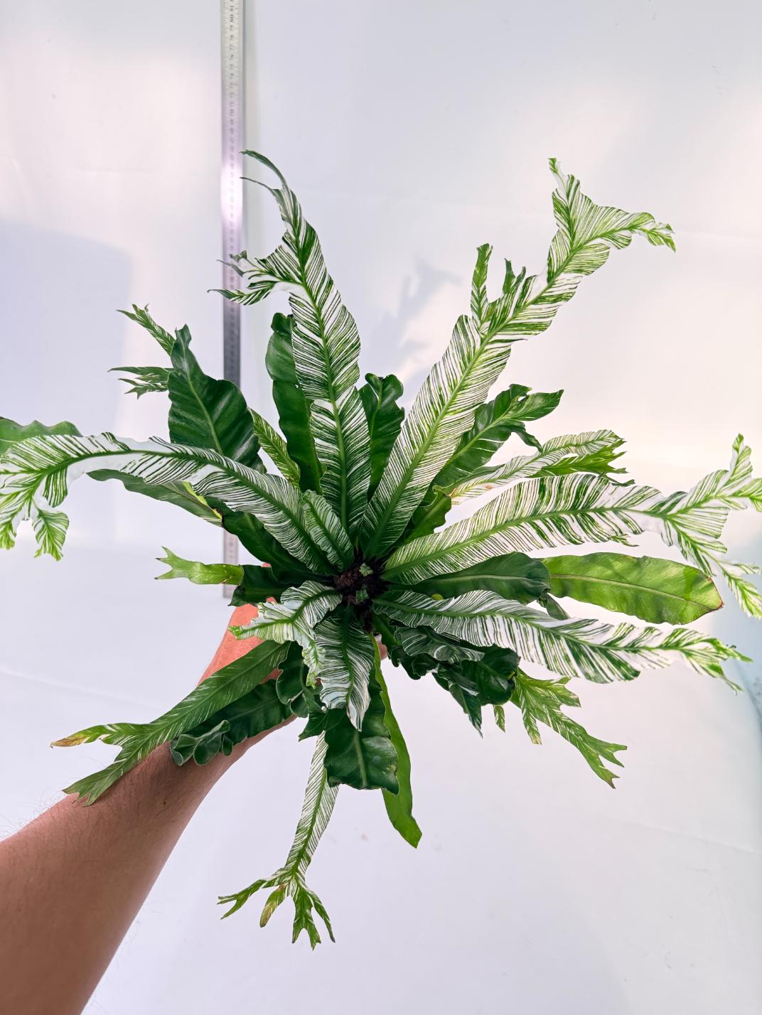 Asplenium Australasicum Variegata 2