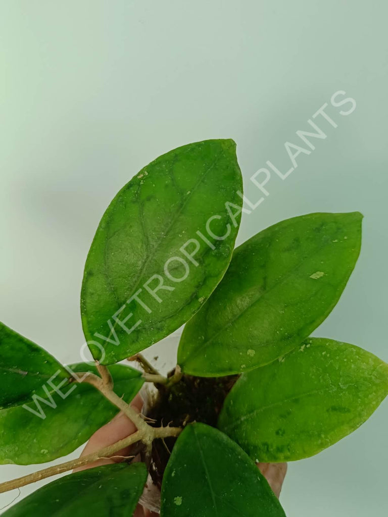 Hoya juannguoiana