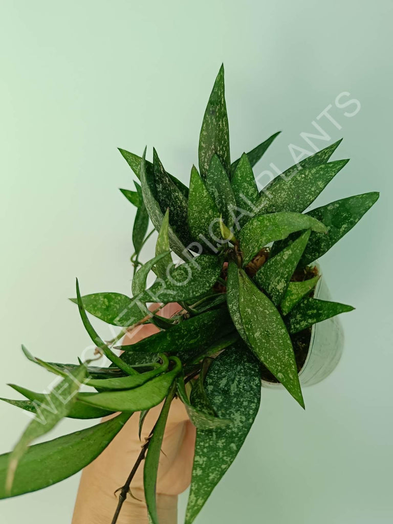 Hoya parviflora splash leaves