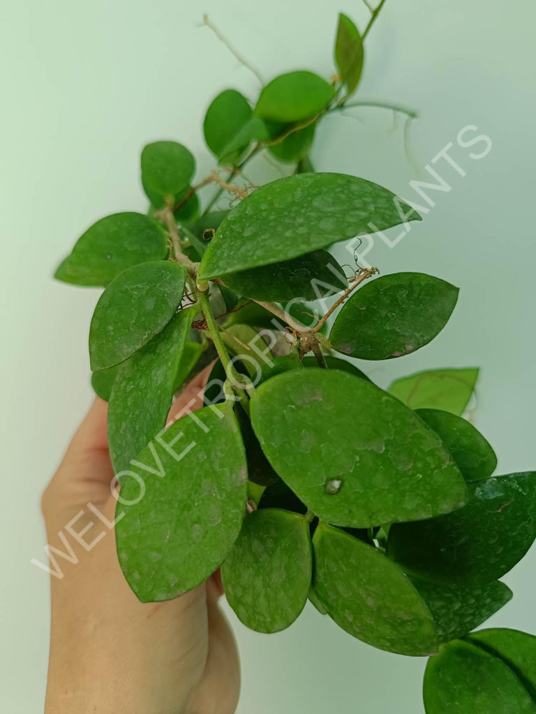 Hoya myrmecopa 'Big leaves'