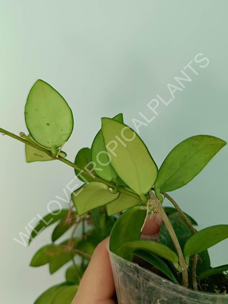 Hoya myrmecopa 'Big leaves'