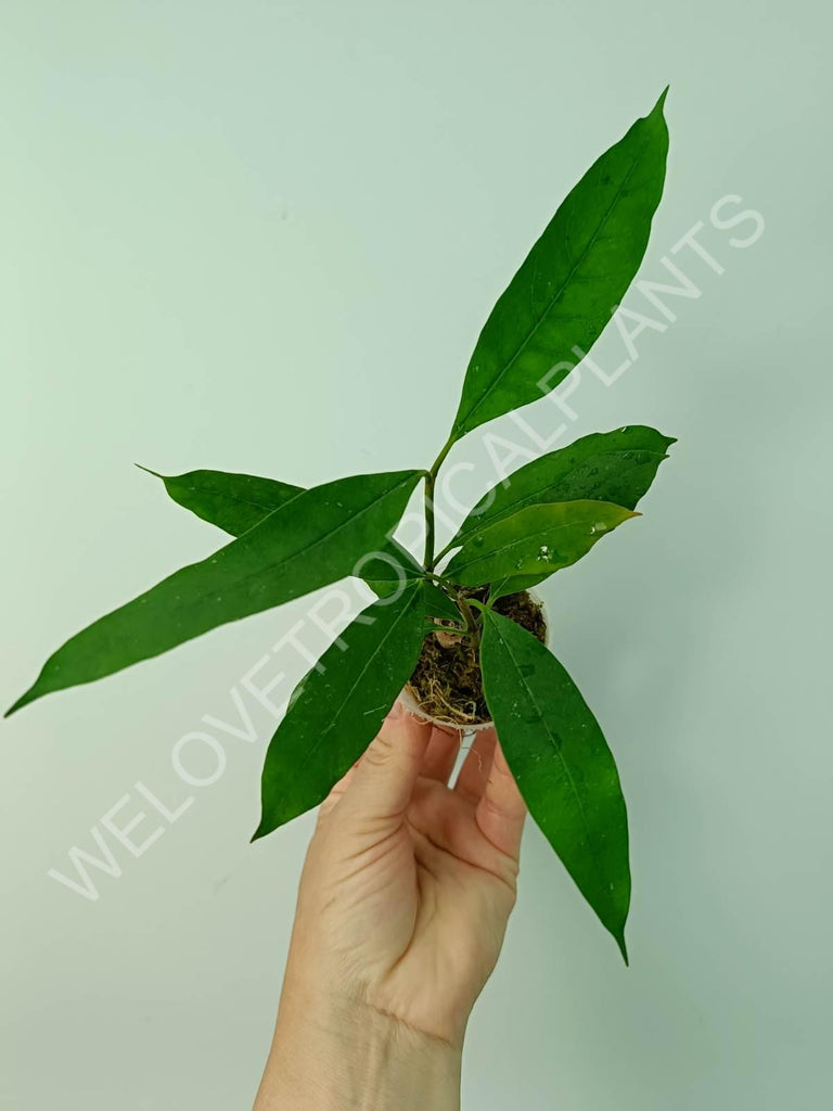Hoya multiflora SV 406